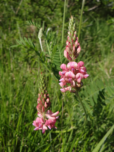Sainfoin Plant